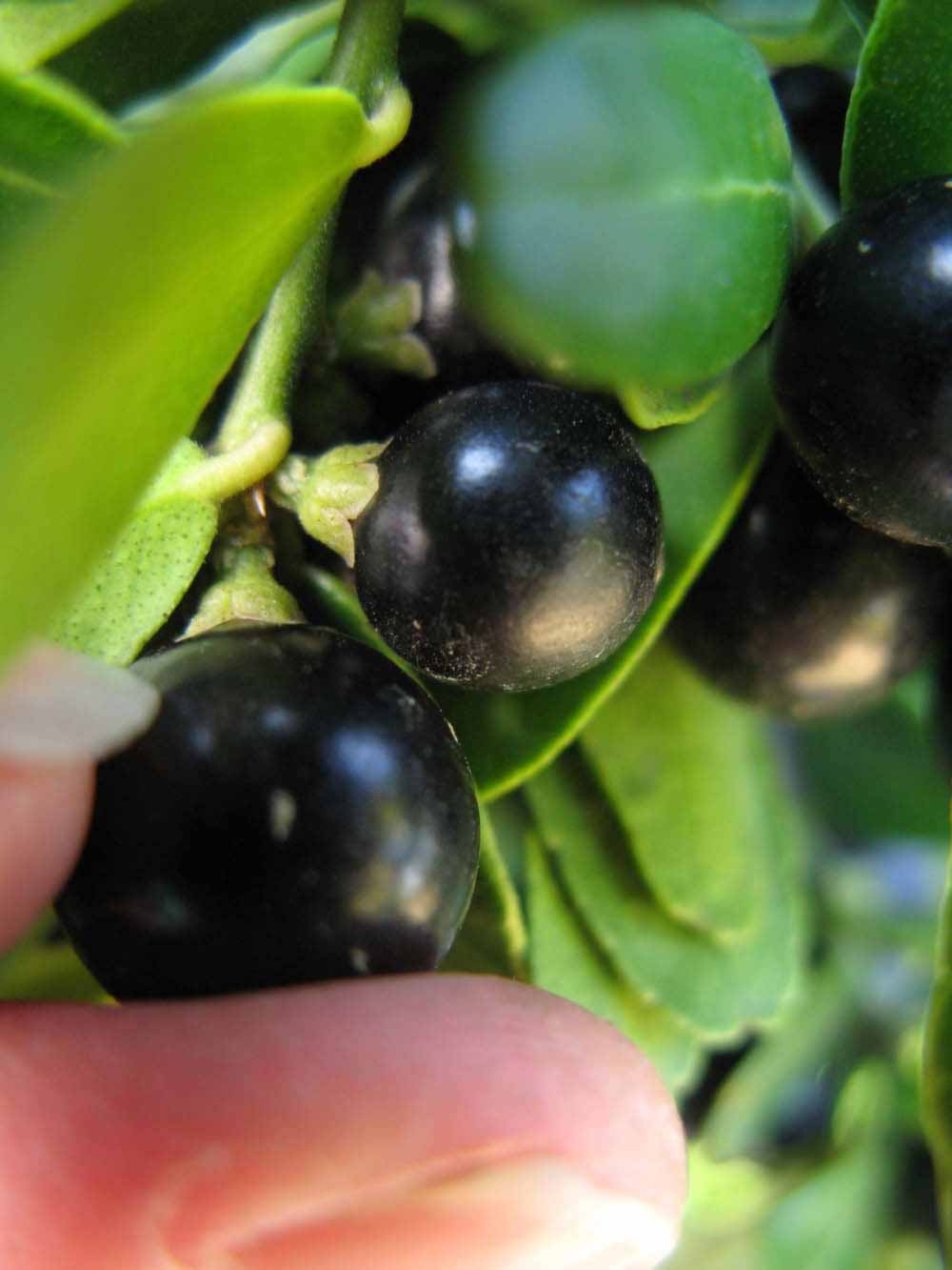              Fruit (Winter Haven, FL)       